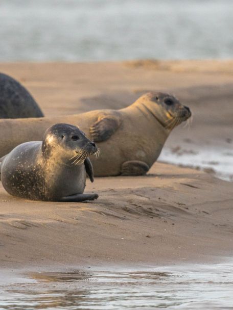 Of je gaat zeehonden spotten bij Ecomare.